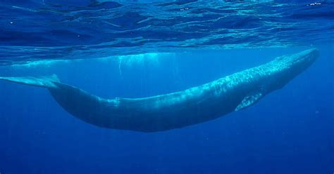cuánto mide una ballena azul-4